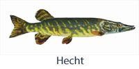 fisch_hecht